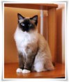 /album/kitty/kitty-2014090501-jpg/